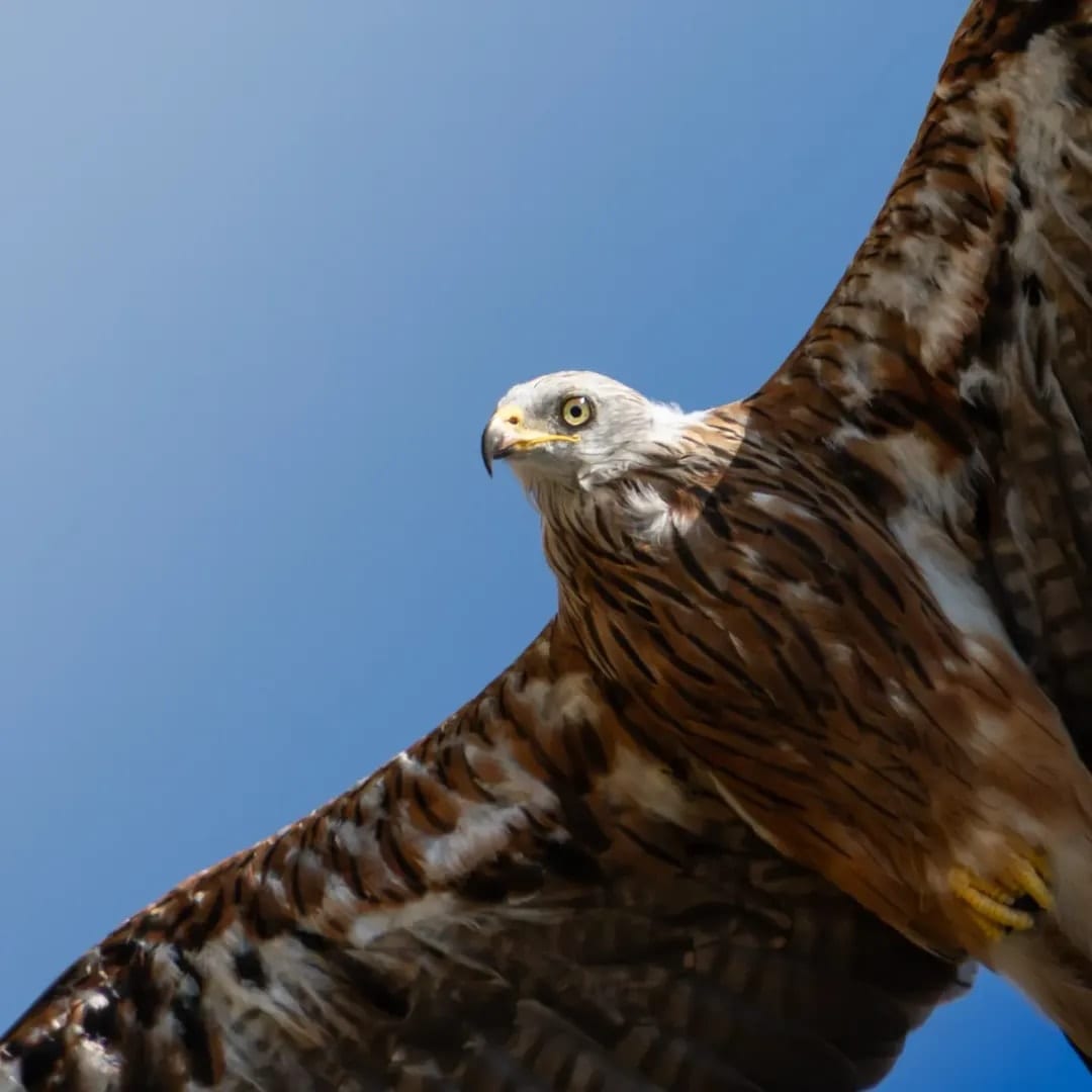 Red kite soaring against a clear blue sky, underside and yellow eye sharp