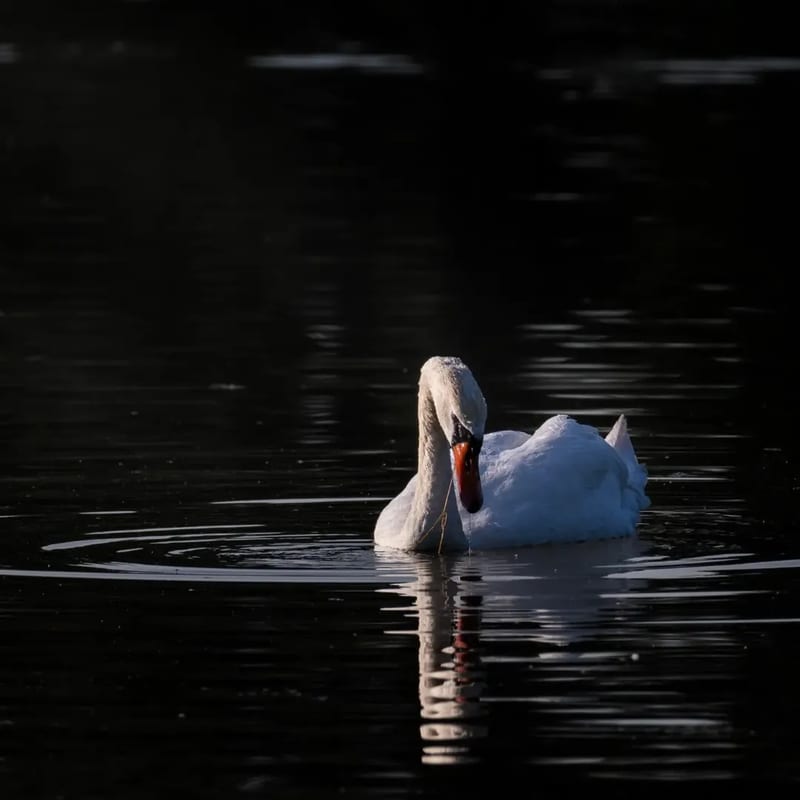 White swan on dark water with its beak touching the surface, ripples spreading