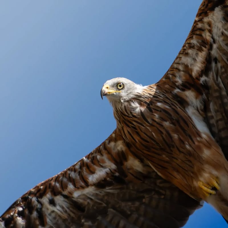 Red kite in flight against a clear blue sky, wings outstretched
