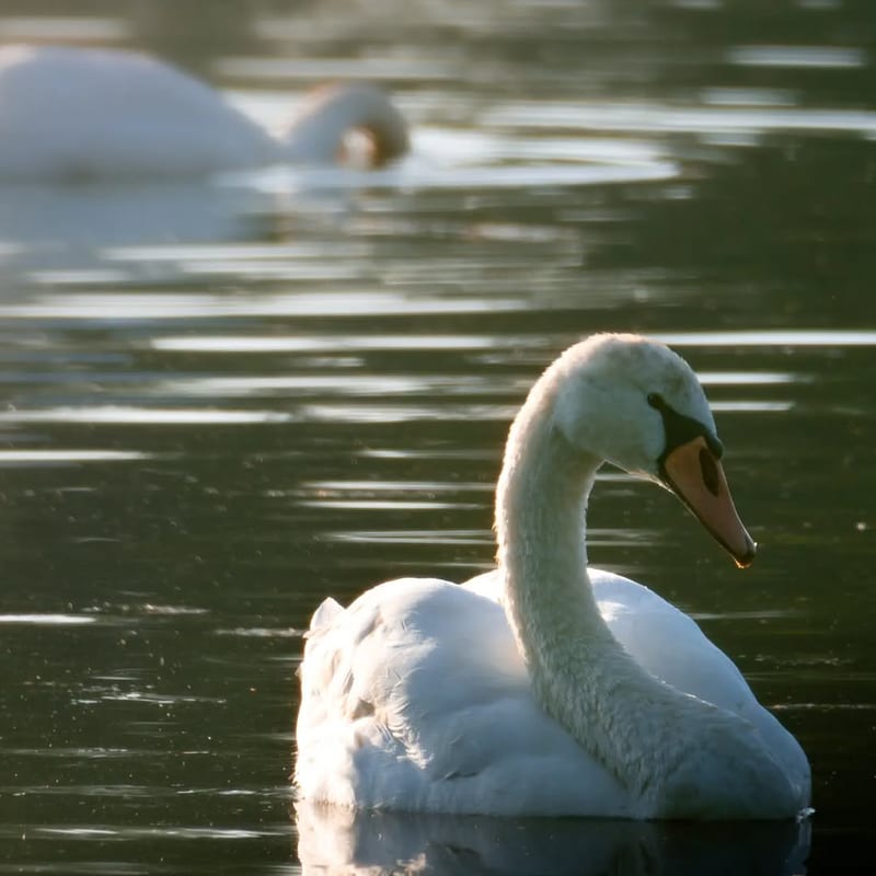 White swan on calm water in warm golden light, neck curved