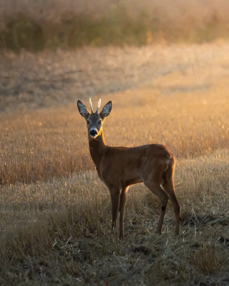 Young roe deer buck standing in a harvested field at golden hour